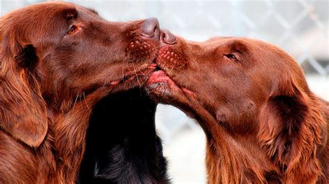 two dogs kissing